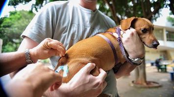 Sesapi recebe vacinas para campanha antirrábica no Piauí