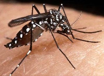 Piauí registra 13.992 notificações de Dengue