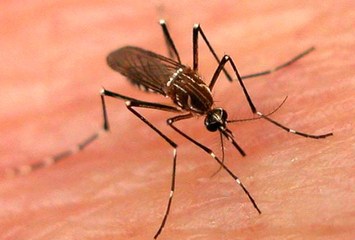 Sesapi divulga novos dados sobre a incidência da Dengue no Piauí